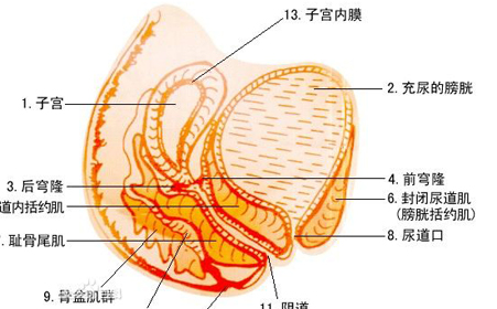 附件炎的危害有哪些