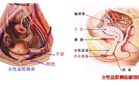 附件炎的概述