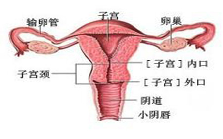 宫颈炎在临床上有四大表现